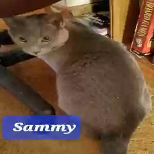 adoptable Cat in Phoenix, AZ named Sammy